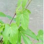 Passiflora Seemannii - 10 graines