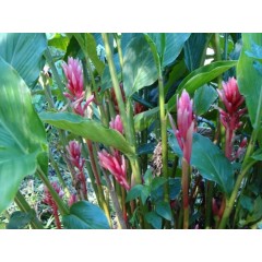 Graines de Renealmia Alpinia - 10 graines - Graines exotiques -  - 1