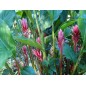 Renealmia Alpinia - 10 graines Renealmia Alpinia - 10 graines