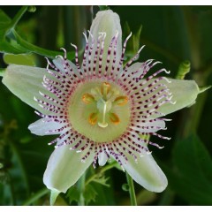 Graines de Passiflora Adenopoda - 10 graines - Graines exotiques -  - 1