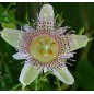Passiflora Adenopoda - 10 graines Passiflora Adenopoda - 10 graines