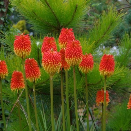 Kniphofia Rooperi - 10 graines