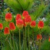 Kniphofia Rooperi - 10 graines