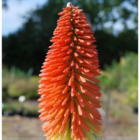 Kniphofia Caulescens - 10 graines