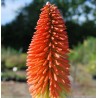 Kniphofia Caulescens - 10 graines