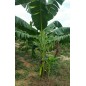 Musa Maclayi - 10 graines Musa Maclayi - 10 graines