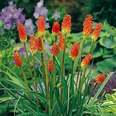 Graines de Kniphofia Uvaria - 10 graines - Graines exotiques -  - 1