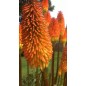 Kniphofia Linearifolia - 10 graines Kniphofia Linearifolia - 10 graines