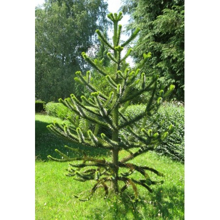 Araucaria Araucana - 10 graines