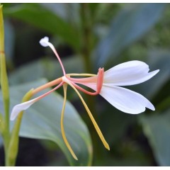 Graines de Hedychium Spicatum - 10 graines - Graines exotiques -  - 1