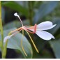 Hedychium Spicatum - 10 graines Hedychium Spicatum - 10 graines