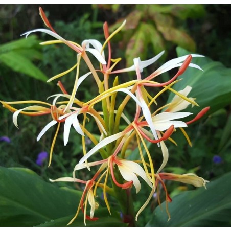 Fleurs de gingembre à épis