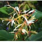 Hedychium Spicatum - 10 graines Hedychium Spicatum - 10 graines