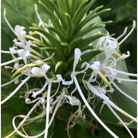 Hedychium thyrsiforme