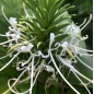 Hedychium Thyrsiforme - 10 graines Hedychium Thyrsiforme - 10 graines