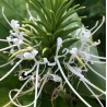 Hedychium thyrsiforme