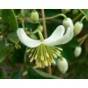 Clematis Brachiata - 10 graines