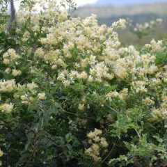 Graines de Clematis Brachiata - 10 graines - Graines exotiques -  - 2