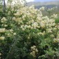 Clematis Brachiata - 10 graines Clematis Brachiata - 10 graines