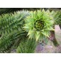 Araucaria Araucana - 10 graines