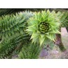 Araucaria Araucana - 10 graines