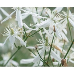 Graines de Clematis Flammula - 10 graines - Graines exotiques -  - 2