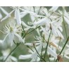 Clematis Flammula - 10 graines