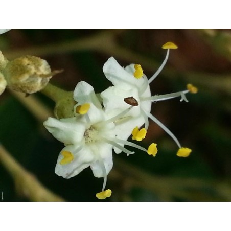 Tectona Grandis - 10 graines