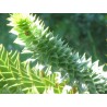 Araucaria Araucana - 10 graines