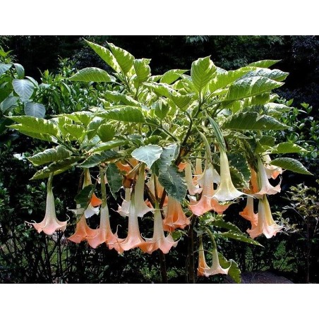 Brugmansia Versicolor - 10 graines