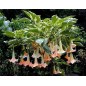 Brugmansia Versicolor - 10 graines