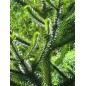 Araucaria Araucana - 10 graines