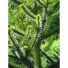 Araucaria Araucana - 10 graines