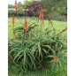 Aloe Arborescens - 10 graines Aloe Arborescens - 10 graines