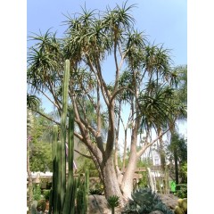 Graines de Aloe Barberae - 10 graines - Graines exotiques -  - 1