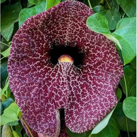 Aristolochia littoralis