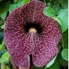 Aristolochia littoralis