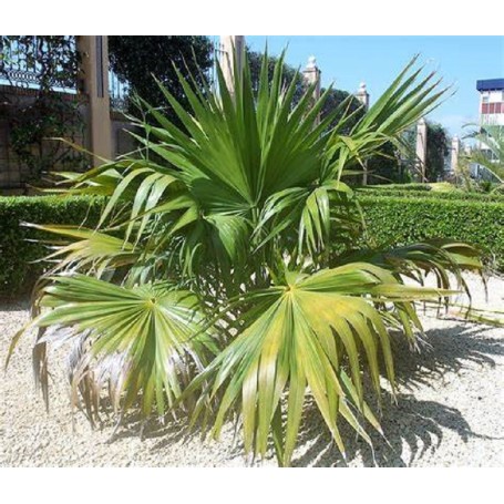 Thrinax radiata - Palmier des Caraïbes