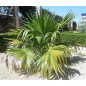 Thrinax Radiata - 10 graines Thrinax Radiata - 10 graines