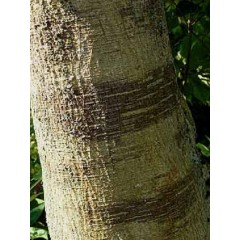 Broussonetia papyrifera - 10 graines 