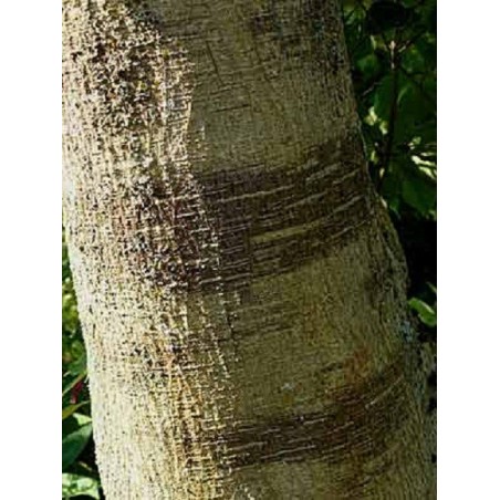 Broussonetia Papyrifera - 10 graines