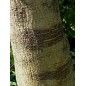 Broussonetia Papyrifera - 10 graines Broussonetia Papyrifera - 10 graines
