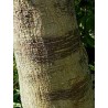 Broussonetia papyrifera - 10 graines 