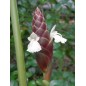 Zingiber Montanum - 10 graines Zingiber Montanum - 10 graines