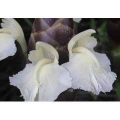 Fleurs de gingembre chocolat