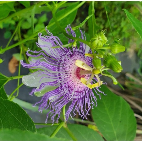 Passiflora Incarnata