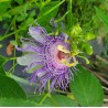 Passiflora Incarnata