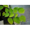 Broussonetia papyrifera - 10 graines 