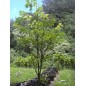 Broussonetia Papyrifera - 10 graines Broussonetia Papyrifera - 10 graines