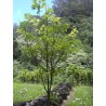 Broussonetia papyrifera - 10 graines 